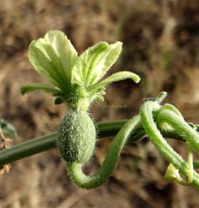  Female flower